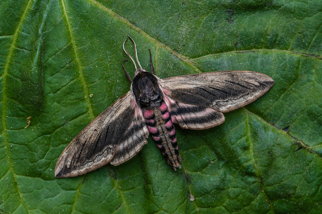 Sphinx ligustri - fagyalszender