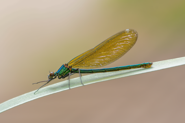 Calopteryx splendens - sávos szitakötő