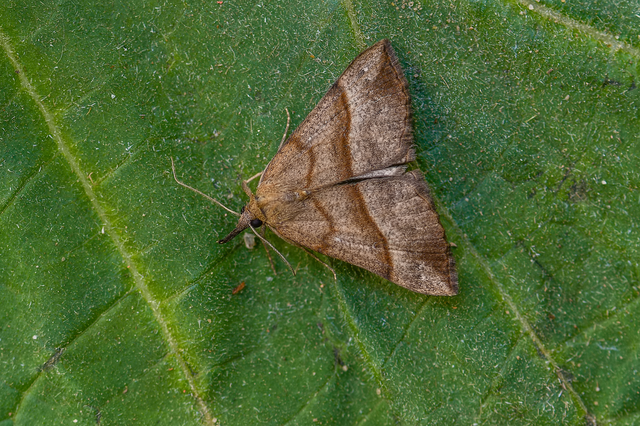 Hypena proboscidalis - ormányos karcsúbagoly
