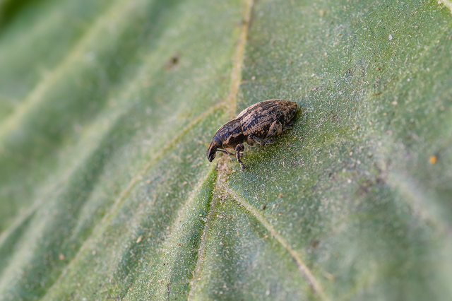 Pseudocleonus cinereus - hamvas barkó