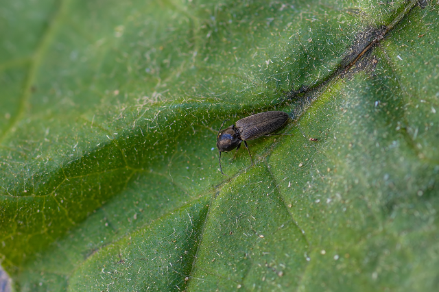 Elateridae - pattanóbogárfélék