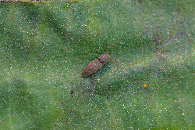 Elateridae - pattanóbogárfélék