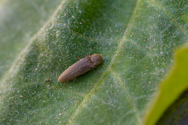 Elateridae - pattanóbogárfélék