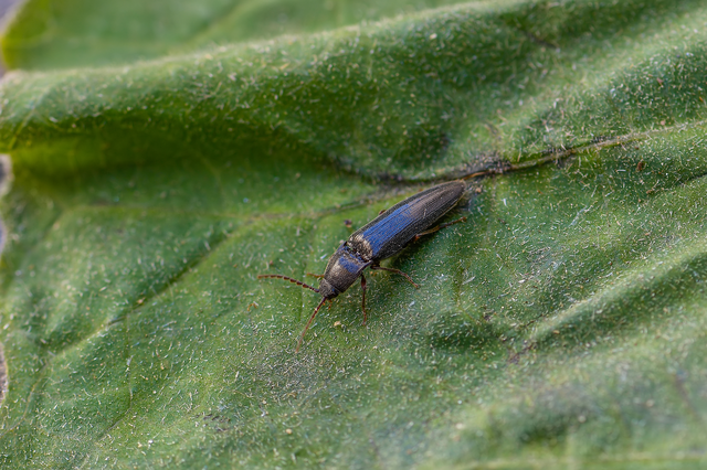 Elateridae - pattanóbogárfélék