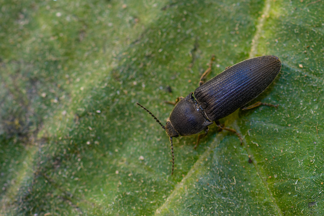 Melanotus punctolineatus - sávos gyászpattanó