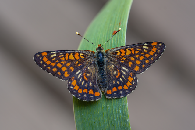 Euphydryas maturna - díszes tarkalepke