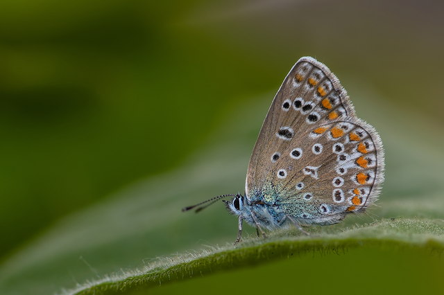 Polyommatus icarus - közönséges boglárka