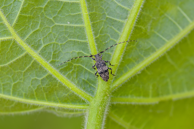 Leiopus nebulosus - öves gesztcincér