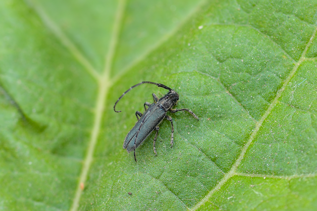 Agapanthia intermedia - kék varfűcincér