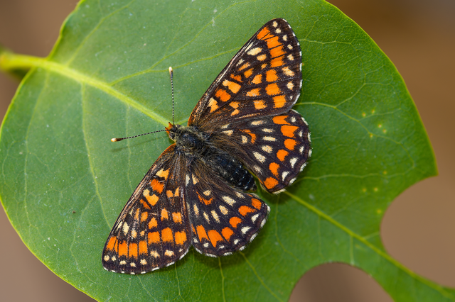 Euphydryas maturna - díszes tarkalepke