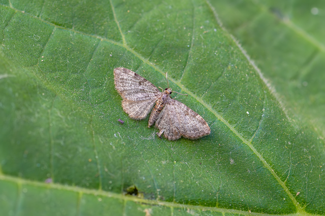 Pasiphila chloerata - hamvas törpearaszoló