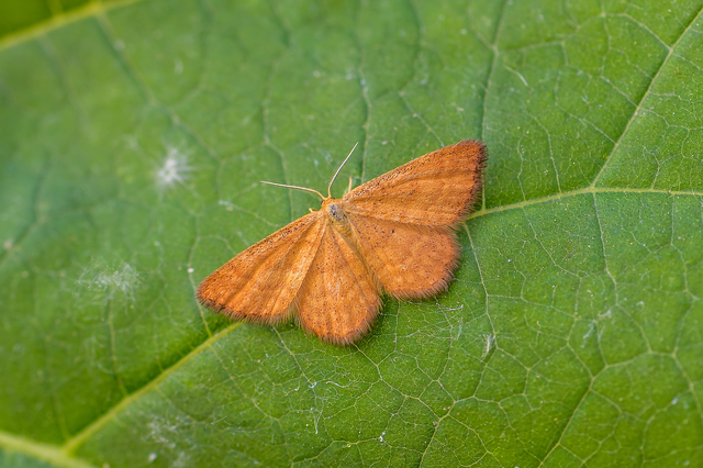 Idaea serpentata - kis sávosaraszoló