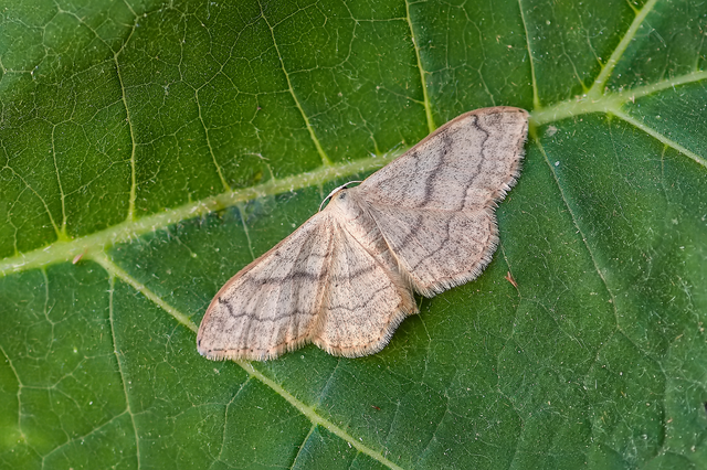 Idaea deversaria - egyszínű sávosaraszoló