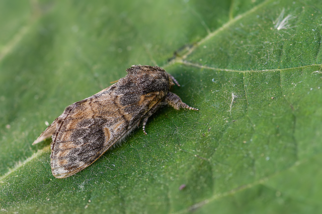Notodonta tritophus - tarajos púposszövő