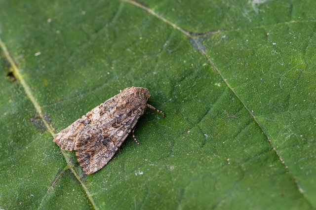 Hadula trifolii - lóherebagoly Hadula trifolii - lóherebagoly