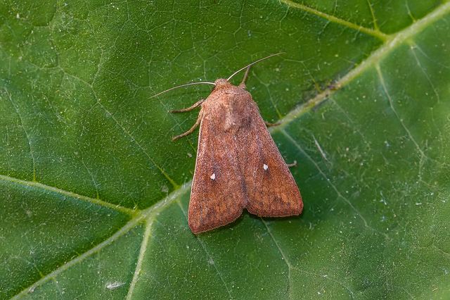 Mythimna albipuncta - fehérpettyes rétibagoly