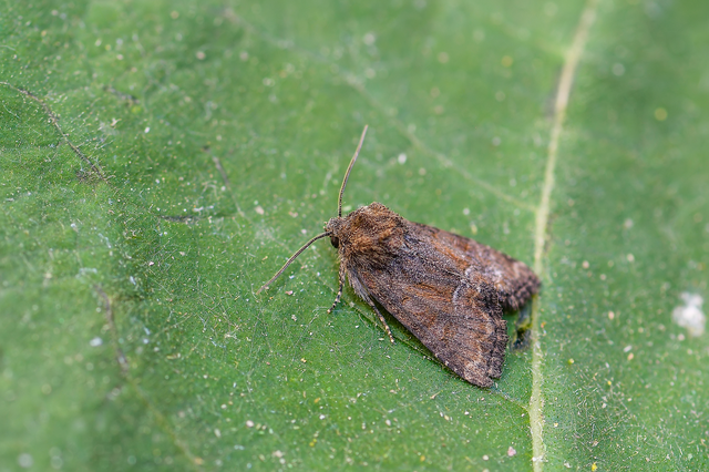 Oligia strigilis/latruncula/versicolor