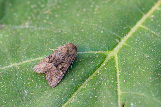 Oligia strigilis/latruncula/versicolor