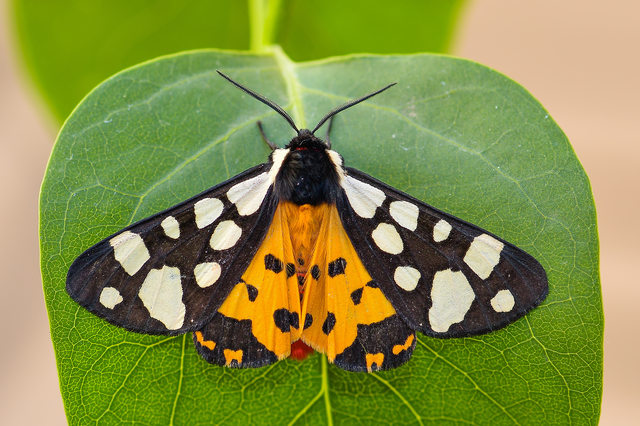 Arctia villica - fekete medvelepke