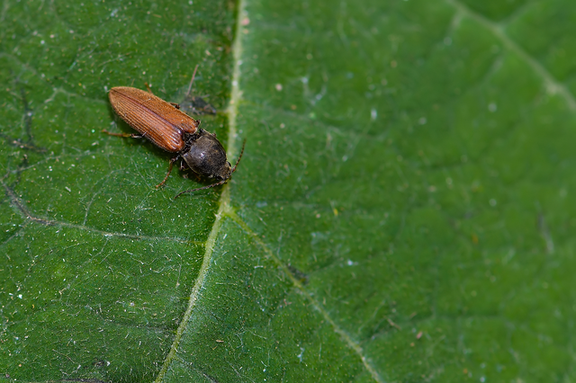 Elateridae - pattanóbogárfélék