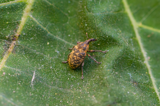 Larinus iaceae - sávosnyakú púderbarkó
