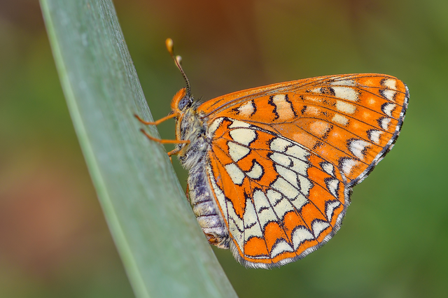 Euphydryas maturna - díszes tarkalepke