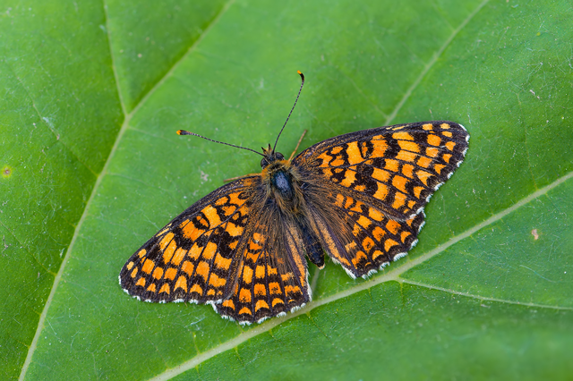 Melitaea phoebe - nagy tarkalepke
