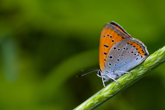 Lycaena dispar rutilus - nagy tűzlepke