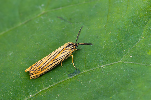 Spiris striata - csíkos molyszövő