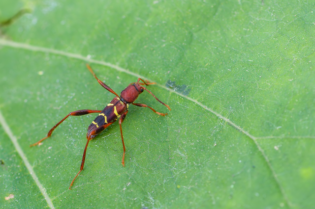 Neoclytus acuminatus - amerikai darázscincér