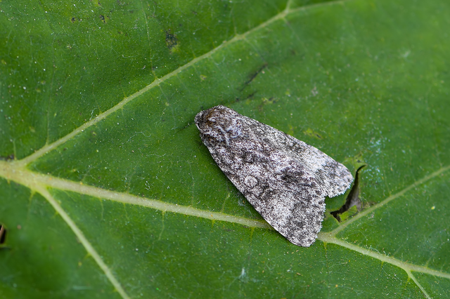Acronicta megacephala - nagyfejű szigonyosbagoly