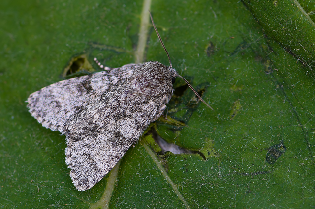 Acronicta megacephala - nagyfejű szigonyosbagoly