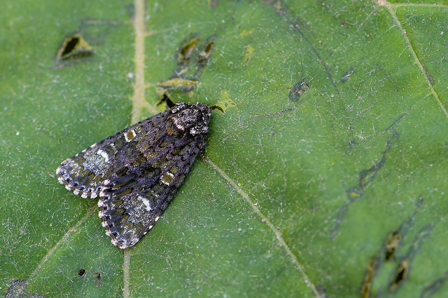 Craniophora ligustri - fagyalbagoly