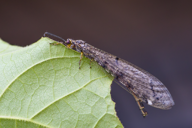 Distoleon tetragrammicus - négyfoltos hangyaleső