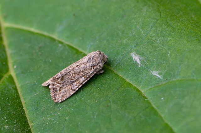 Hadula trifolii - lóherebagoly Hadula trifolii - lóherebagoly