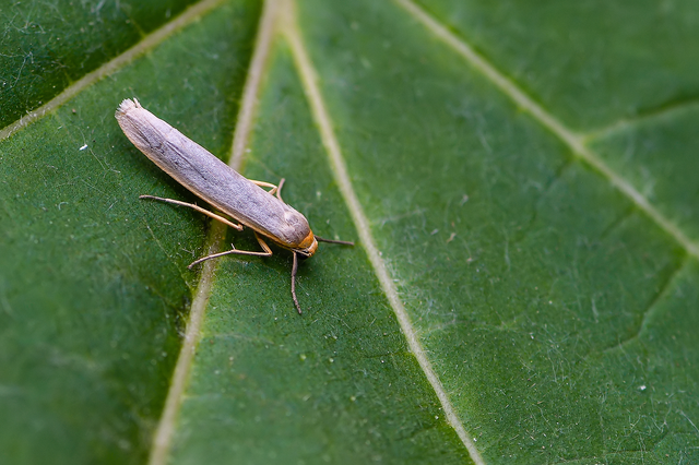 Eilema