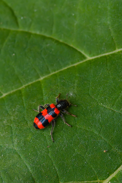 Trichodes apiarius - szalagos méhészbogár
