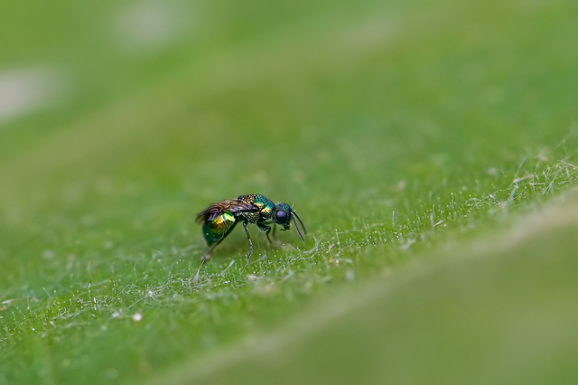 Pseudomalus