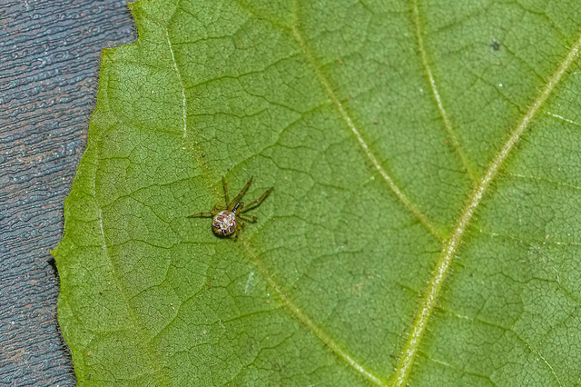 Phylloneta