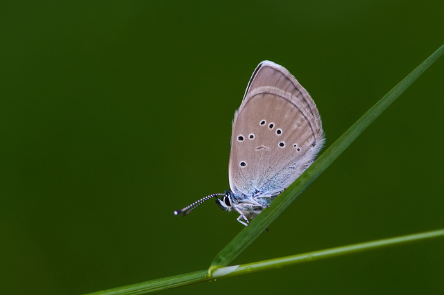 Cyaniris semiargus - aprószemes boglárka