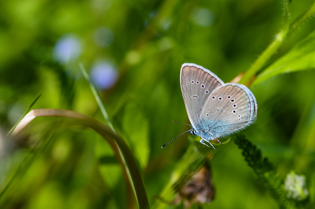 Cyaniris semiargus - aprószemes boglárka