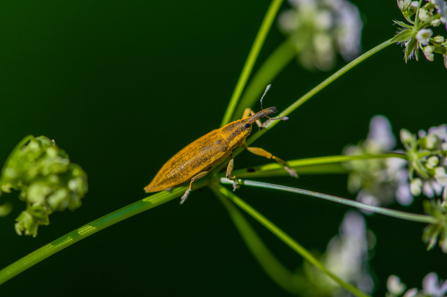 Lixus iridis - bürökfúró dudvabarkó