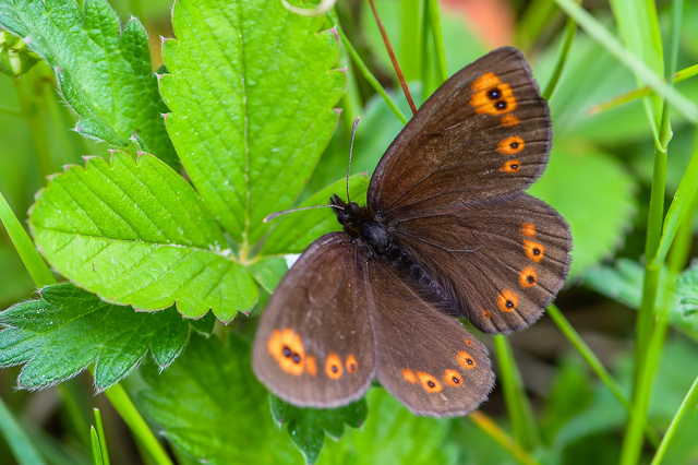 Erebia medusa - tavaszi szerecsenlepke