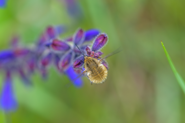 Bombyliinae