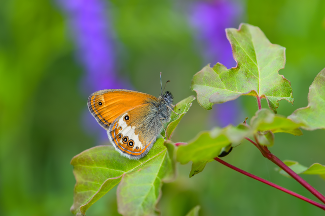Coenonympha arcania - fehéröves szénalepke