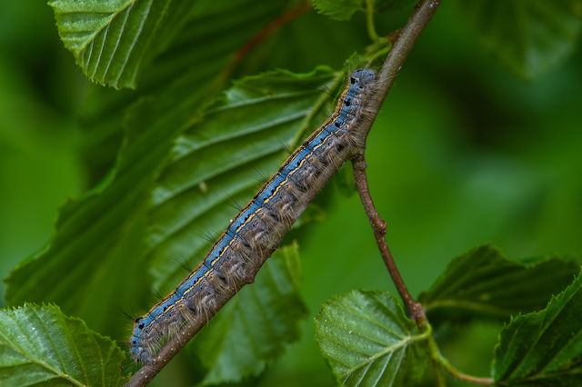 Malacosoma neustria - gyűrűsszövő