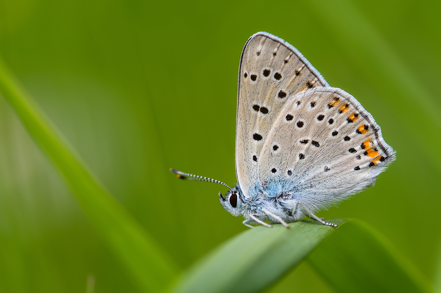 Lycaena alciphron - ibolyás tűzlepke