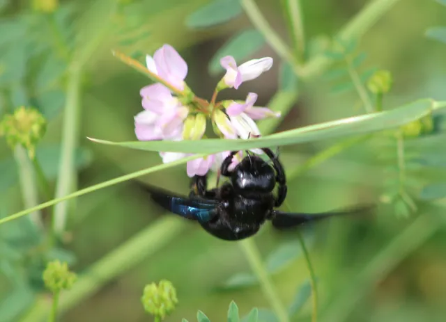 Xylocopa
