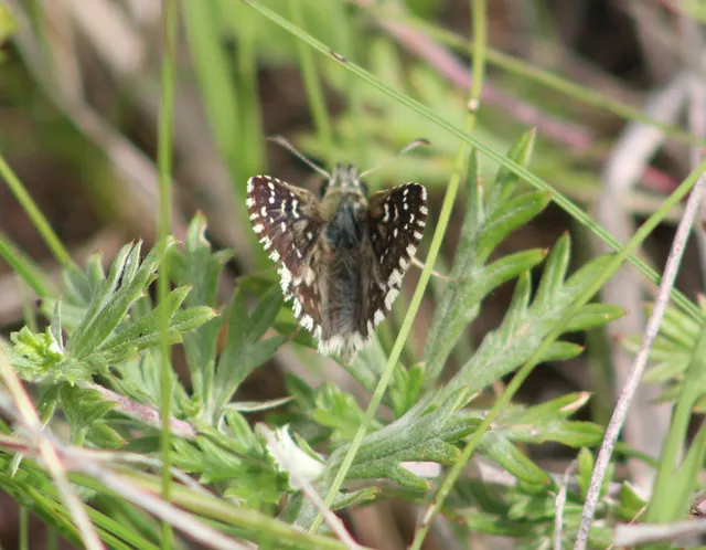 Pyrgus armoricanus - feles busalepke