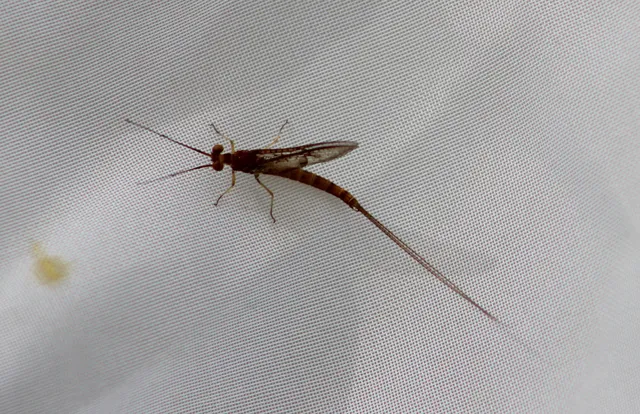 Ephemera glaucops